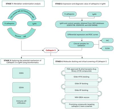 Cathepsin S (CTSS) in IgA nephropathy: an exploratory study on its role as a potential diagnostic biomarker and therapeutic target